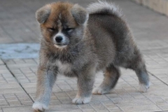 Kojin Go Fighting Dog