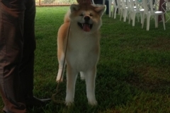 Kojin Go Fighting Dog