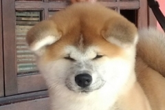 Kojin Go Fighting Dog