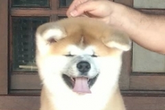 Kojin Go Fighting Dog