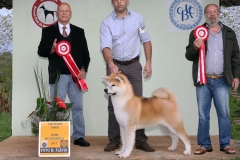 Kojin Go Fighting Dog